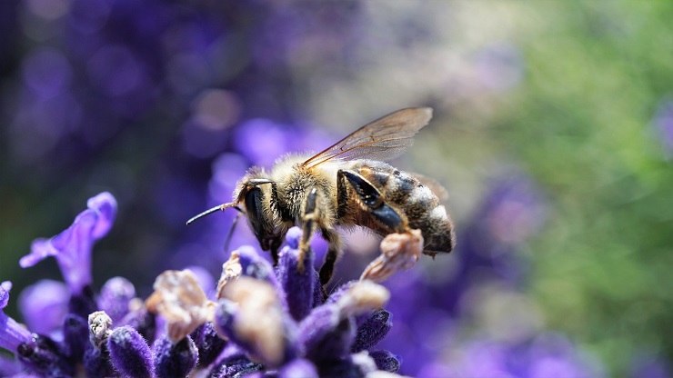 Un'ape su una pianta di lavanda