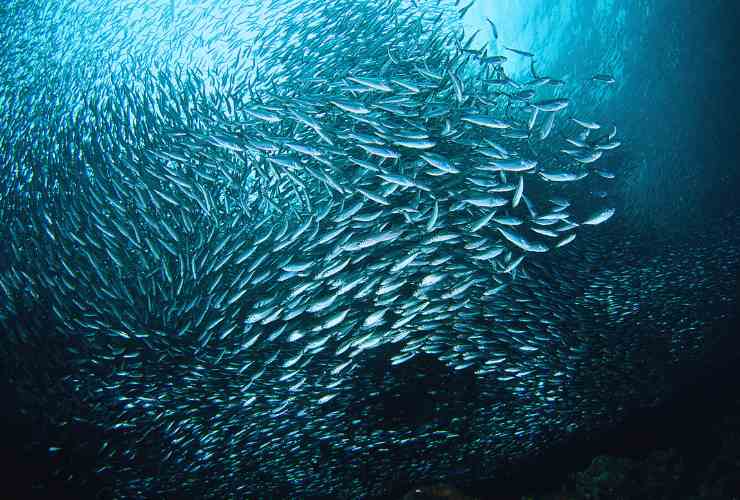 Sardine pericolose: si portano dietro questi predatori