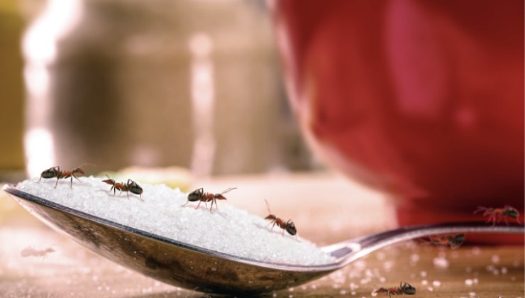 Come cacciare le formiche