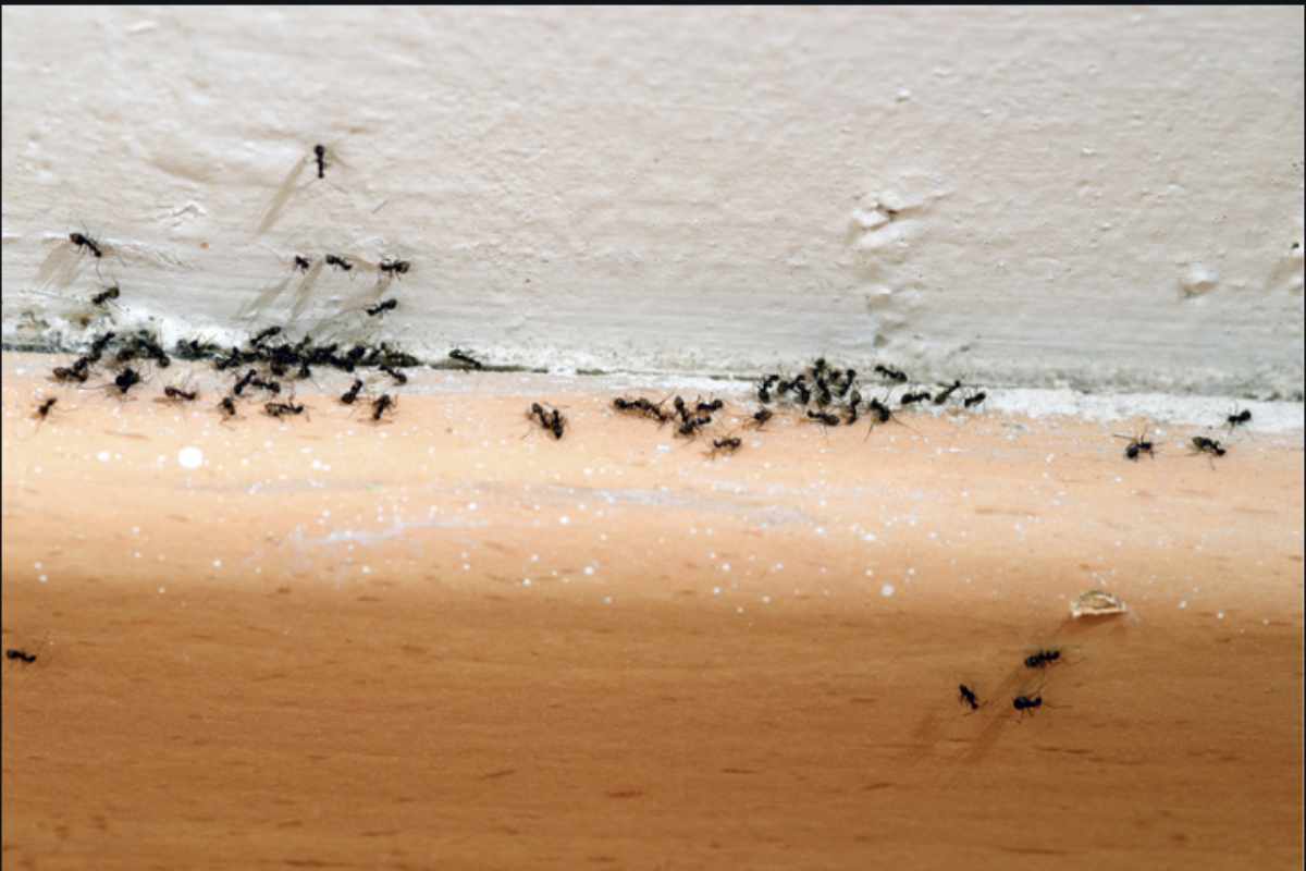 Formiche in casa 