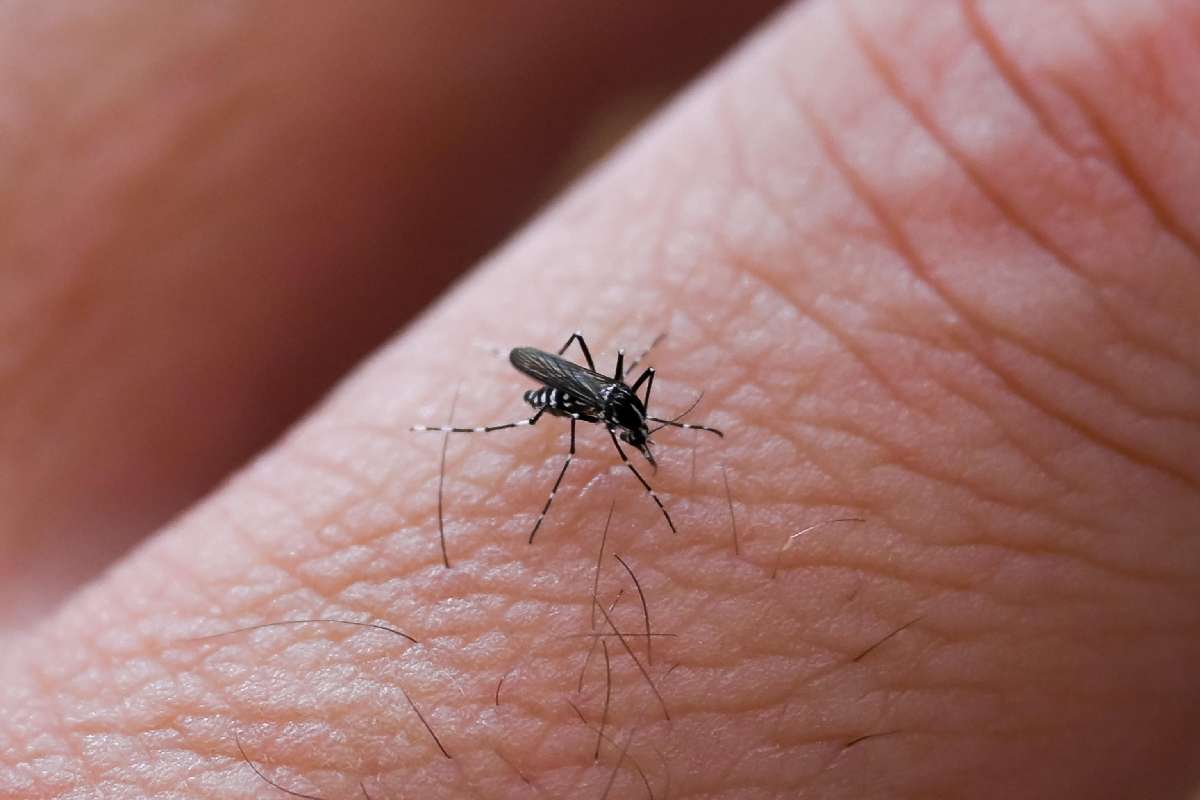 Zanzara che punge un dito di una mano